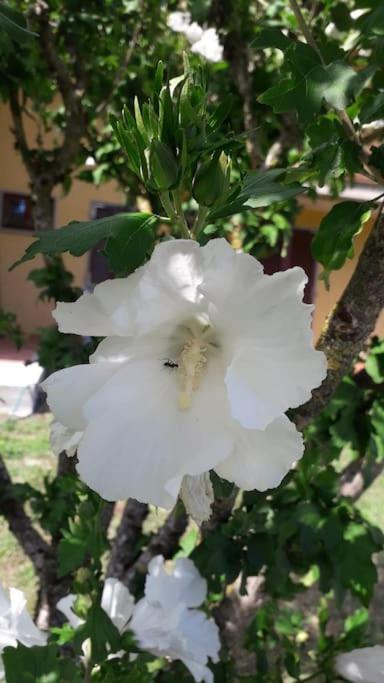 Casa Vacanze La Cicala Pontremoli Exteriér fotografie